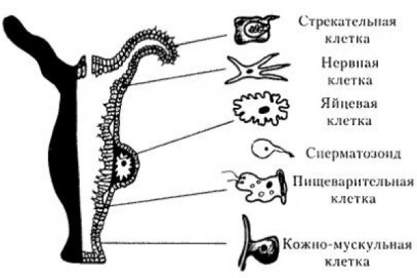 Kraken market ссылка